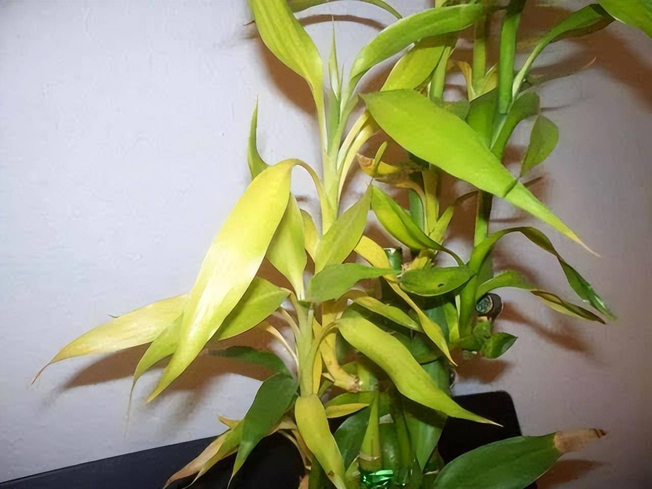 Loại cây cảnh mang phúc lộc, may mắn vào nhà, chỉ 1 cốc nước là xanh tốt bời bời - Ảnh 6.