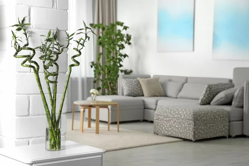 Loại cây cảnh mang phúc lộc, may mắn vào nhà, chỉ 1 cốc nước là xanh tốt bời bời - Ảnh 9.