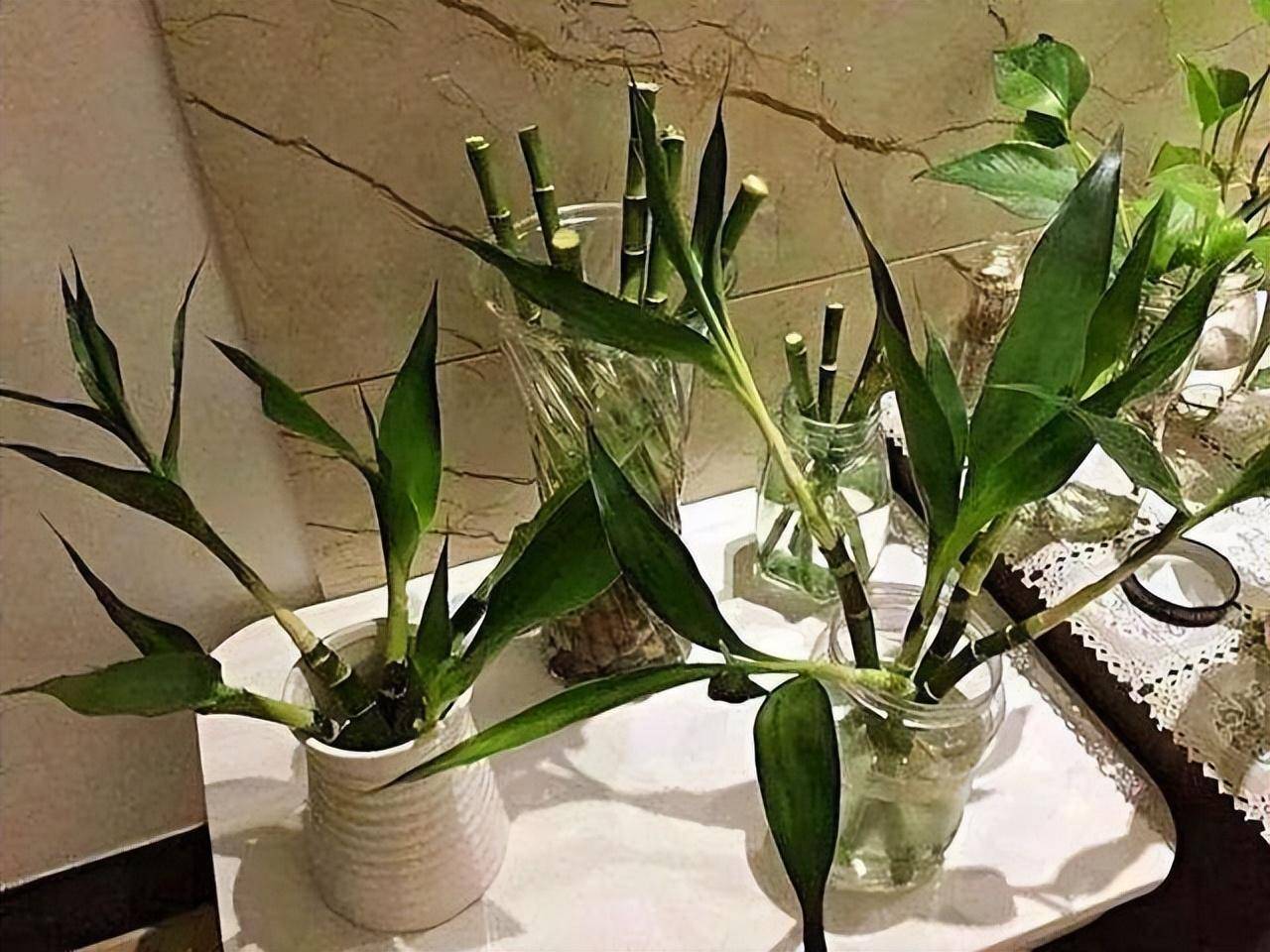 Loại cây cảnh mang phúc lộc, may mắn vào nhà, chỉ 1 cốc nước là xanh tốt bời bời - Ảnh 10.