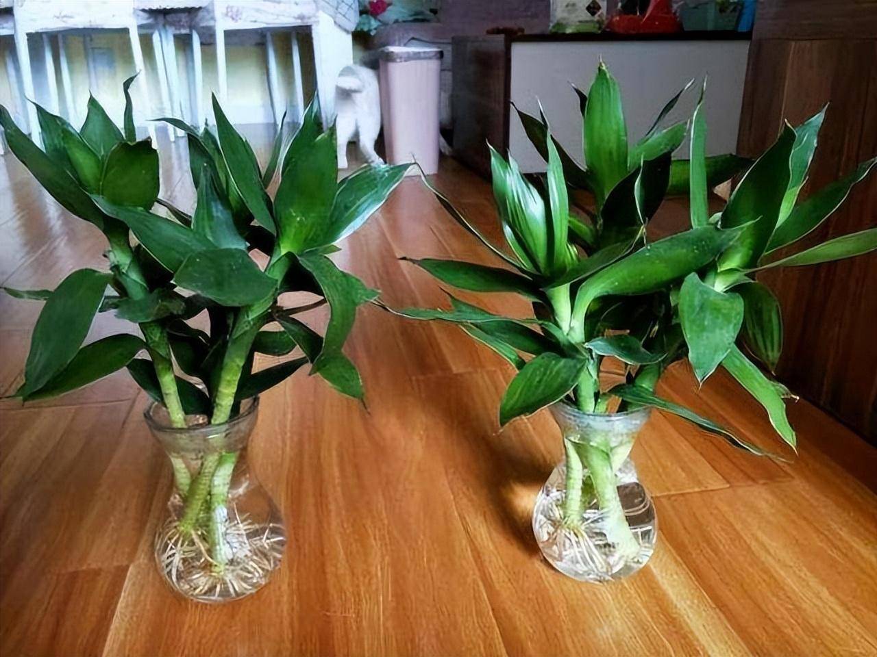 Loại cây cảnh mang phúc lộc, may mắn vào nhà, chỉ 1 cốc nước là xanh tốt bời bời - Ảnh 5.