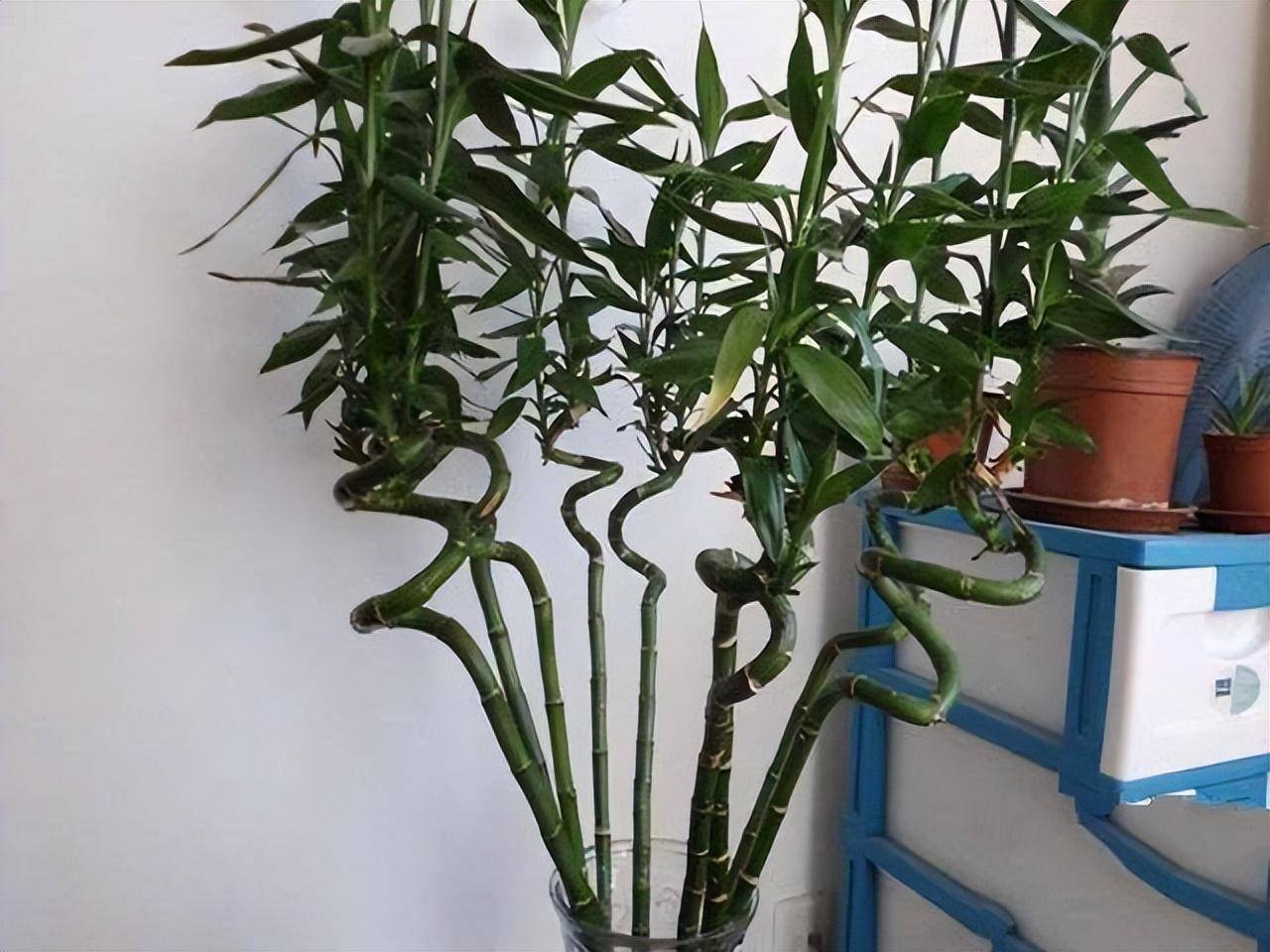 Loại cây cảnh mang phúc lộc, may mắn vào nhà, chỉ 1 cốc nước là xanh tốt bời bời - Ảnh 8.