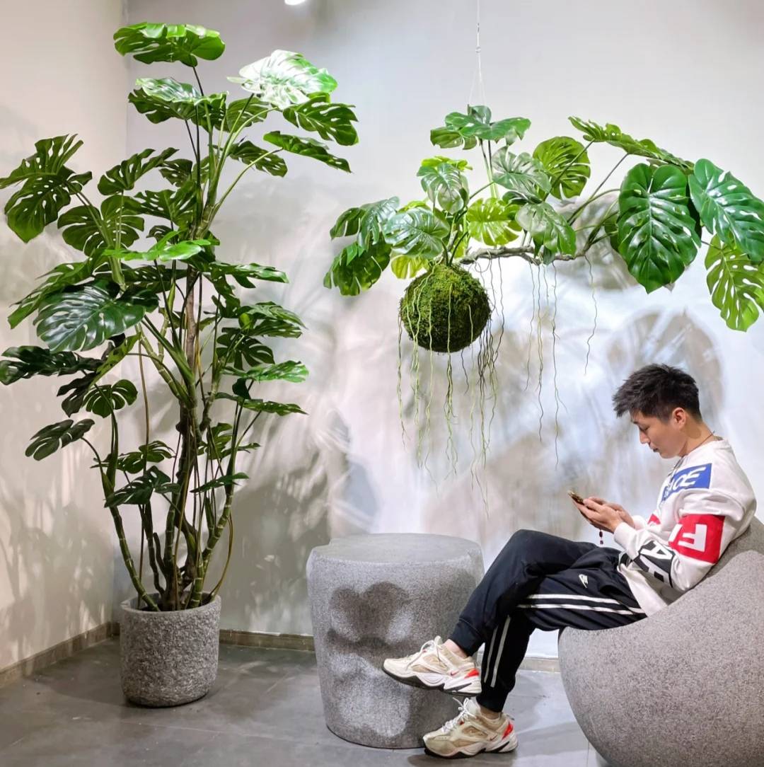 3 cây cảnh dưỡng người, càng trồng lâu trong nhà càng may mắn, phúc khí dài lâu - Ảnh 3. 3 cây cảnh dưỡng người, càng trồng lâu trong nhà càng may mắn, phúc khí dài lâu - Ảnh 3.