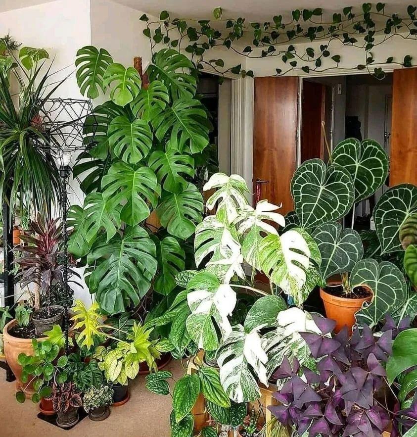 3 cây cảnh dưỡng người, càng trồng lâu trong nhà càng may mắn, phúc khí dài lâu - Ảnh 1. 3 cây cảnh dưỡng người, càng trồng lâu trong nhà càng may mắn, phúc khí dài lâu - Ảnh 1.