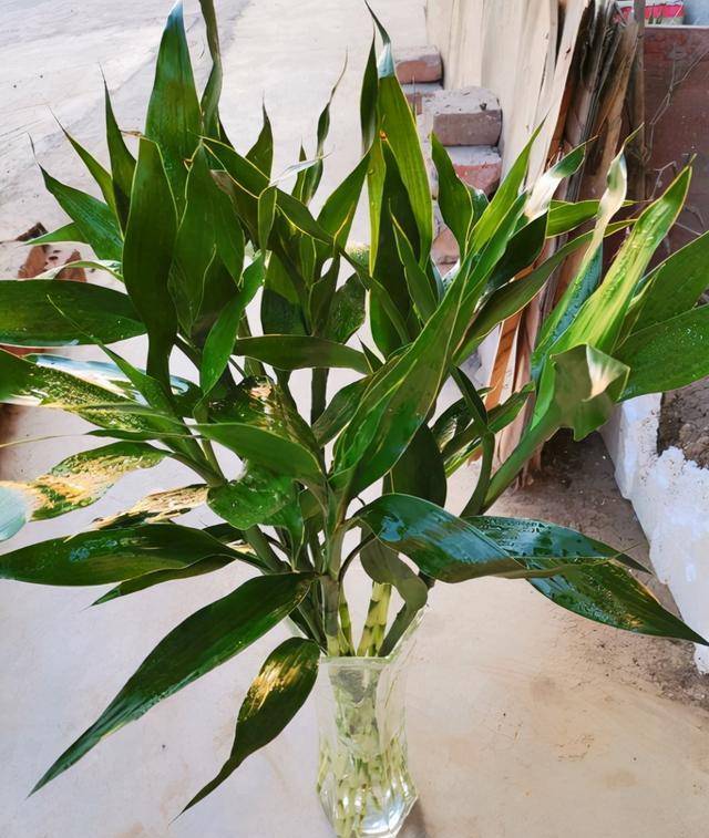 3 cây cảnh dưỡng người, càng trồng lâu trong nhà càng may mắn, phúc khí dài lâu - Ảnh 5. 3 cây cảnh dưỡng người, càng trồng lâu trong nhà càng may mắn, phúc khí dài lâu - Ảnh 5.