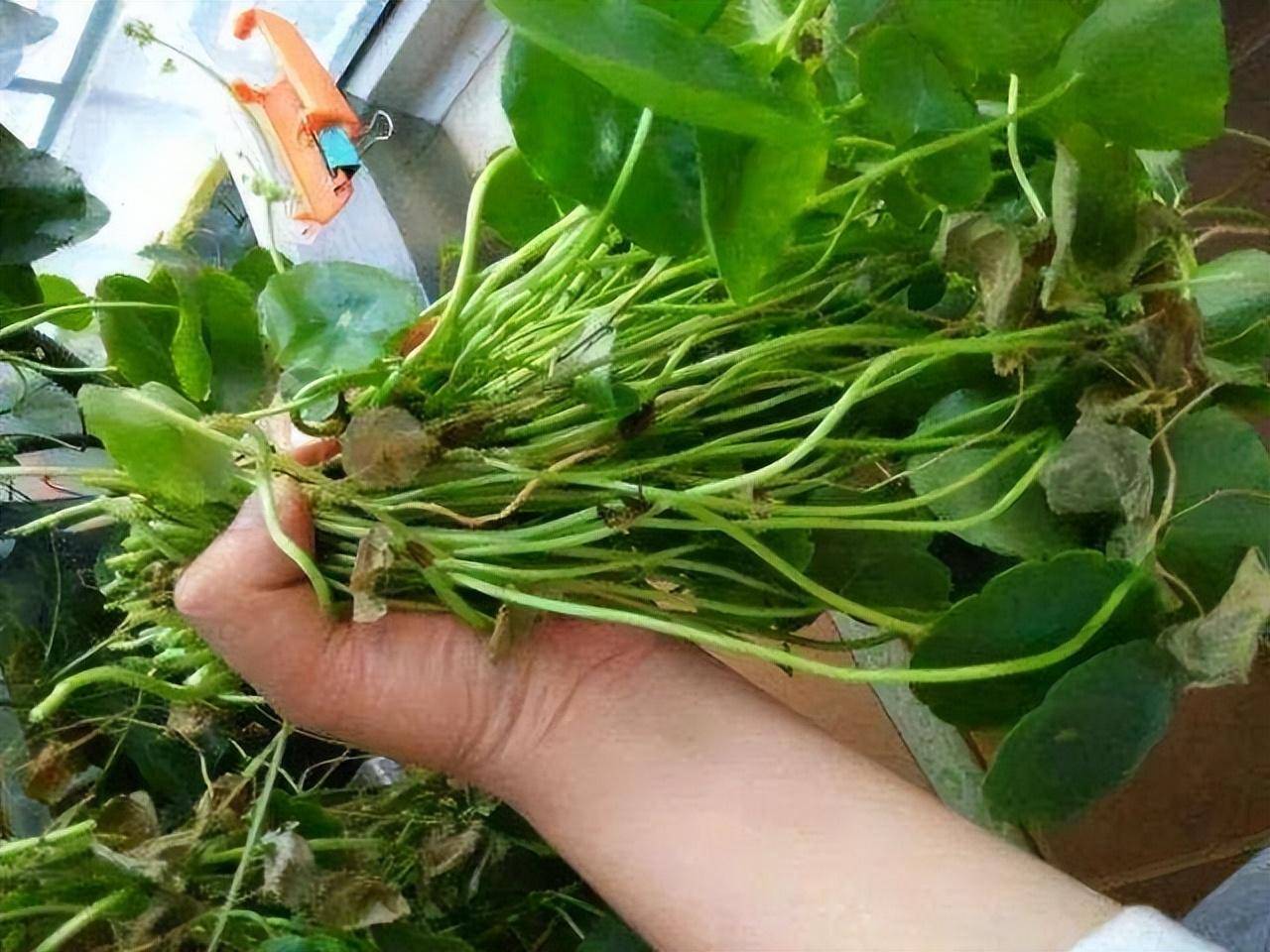 Muốn 4 cây cảnh này tái sinh, chỉ cần mạnh tay "cạo đầu", càng trụi lủi càng sinh sôi mạnh mẽ  - Ảnh 4.