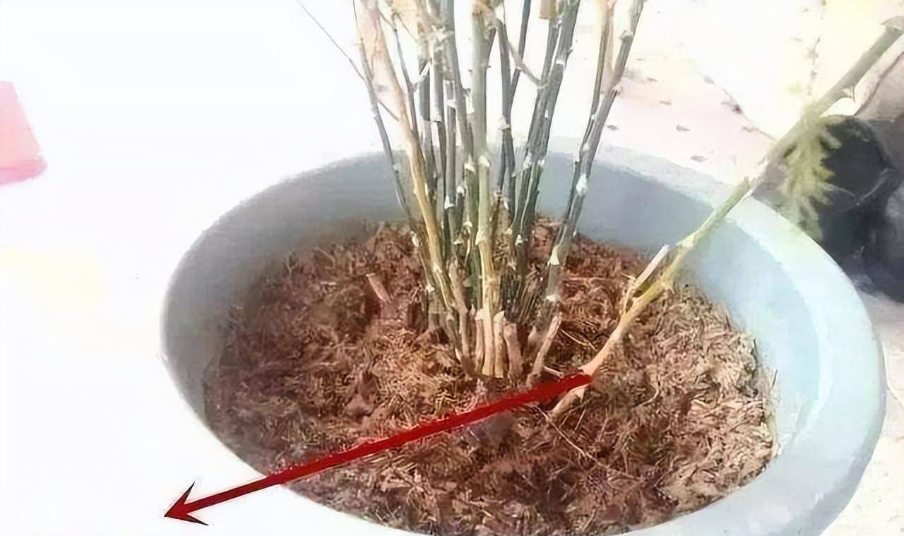 Muốn 4 cây cảnh này tái sinh, chỉ cần mạnh tay "cạo đầu", càng trụi lủi càng sinh sôi mạnh mẽ  - Ảnh 7.