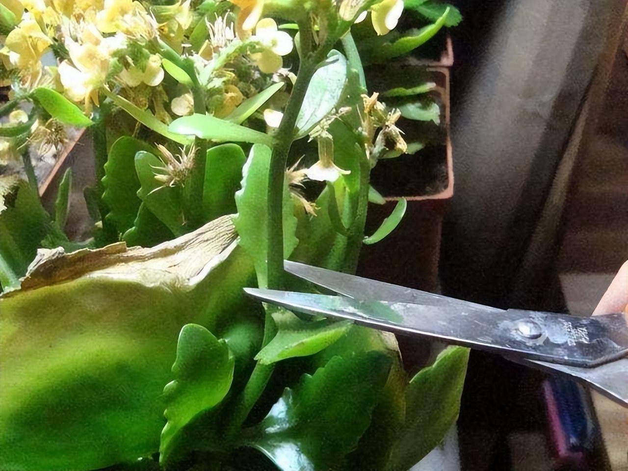 Muốn 4 cây cảnh này tái sinh, chỉ cần mạnh tay "cạo đầu", càng trụi lủi càng sinh sôi mạnh mẽ  - Ảnh 9.