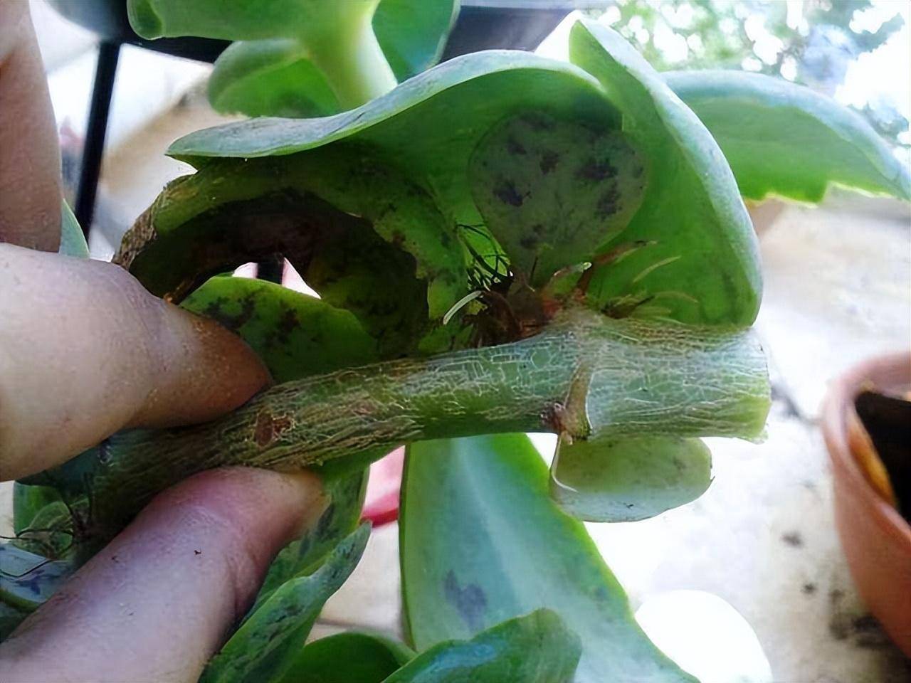 Muốn 4 cây cảnh này tái sinh, chỉ cần mạnh tay "cạo đầu", càng trụi lủi càng sinh sôi mạnh mẽ  - Ảnh 10.