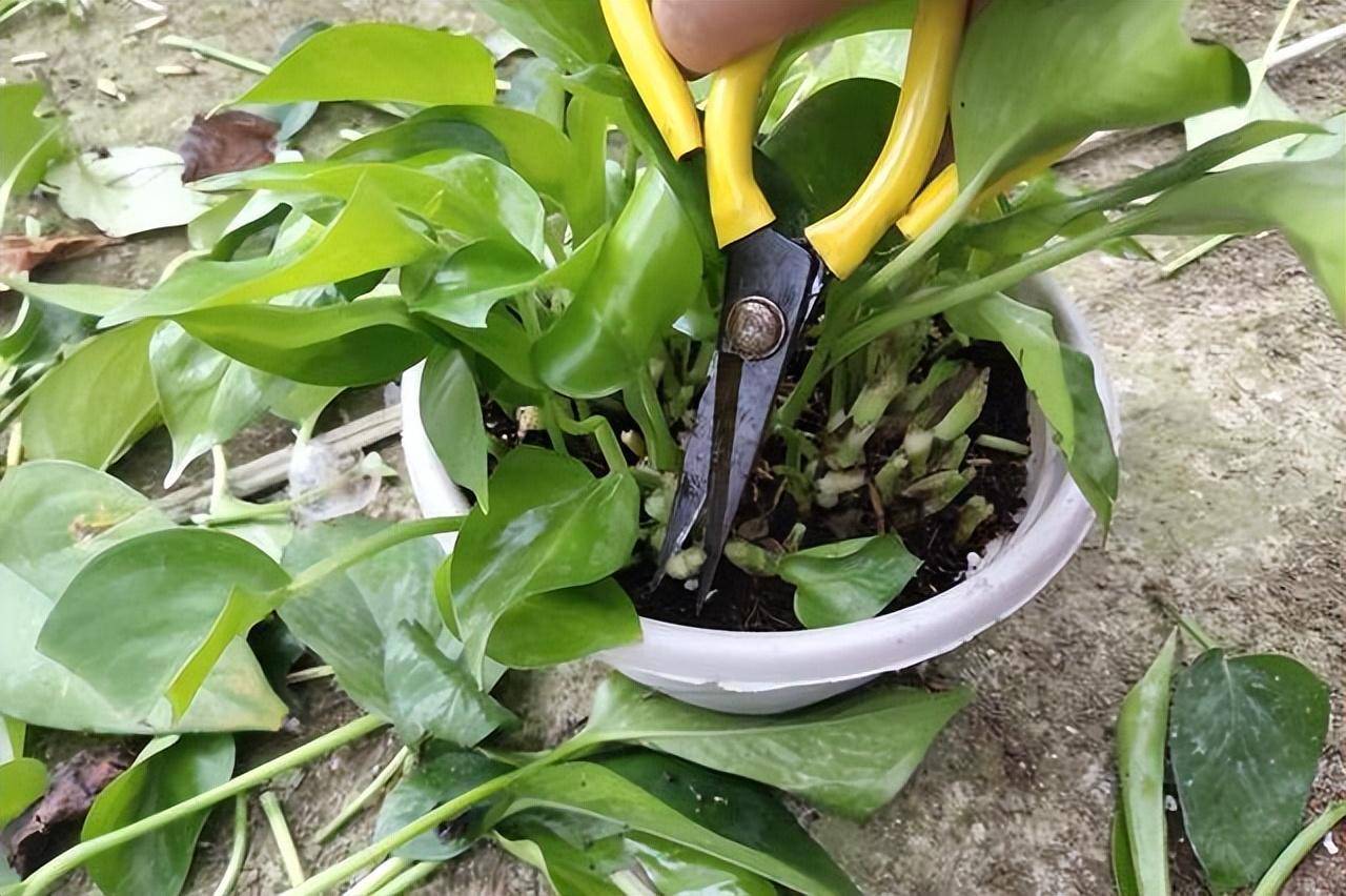 Muốn 4 cây cảnh này tái sinh, chỉ cần mạnh tay "cạo đầu", càng trụi lủi càng sinh sôi mạnh mẽ  - Ảnh 12.