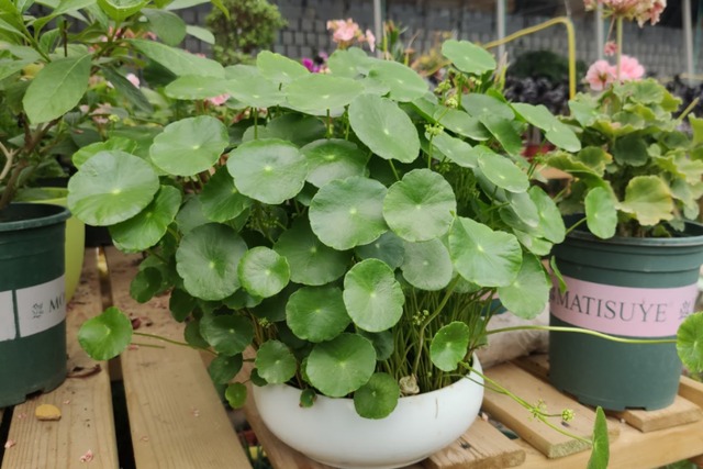 Muốn 4 cây cảnh này tái sinh, chỉ cần mạnh tay "cạo đầu", càng trụi lủi càng sinh sôi mạnh mẽ  - Ảnh 2.