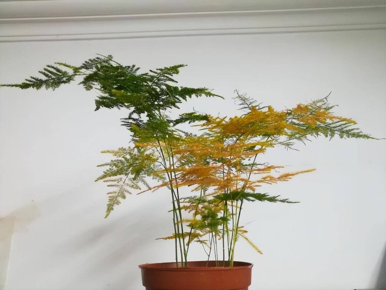 Muốn 4 cây cảnh này tái sinh, chỉ cần mạnh tay "cạo đầu", càng trụi lủi càng sinh sôi mạnh mẽ  - Ảnh 6.