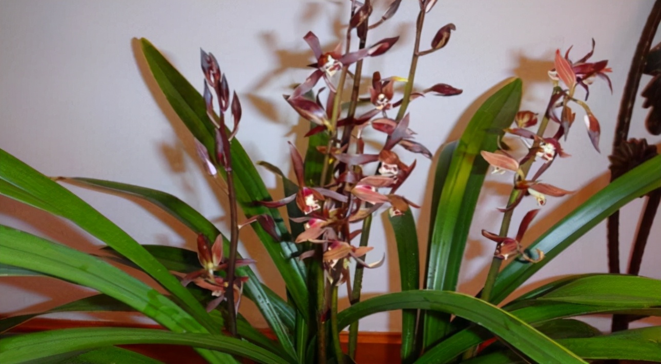 6 cây cảnh điềm lành, ưa bóng râm, trồng ngay 1 cây để có đón năm mới may mắn, phát tài phát lộc - Ảnh 3.