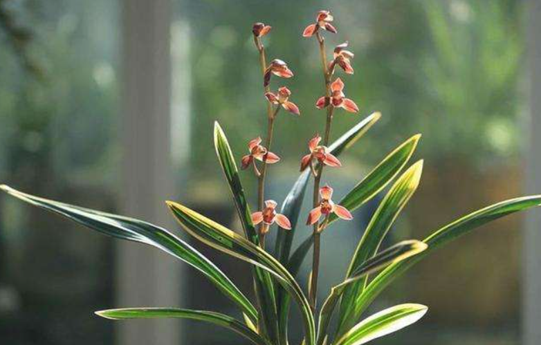 6 cây cảnh điềm lành, ưa bóng râm, trồng ngay 1 cây để có đón năm mới may mắn, phát tài phát lộc - Ảnh 2.