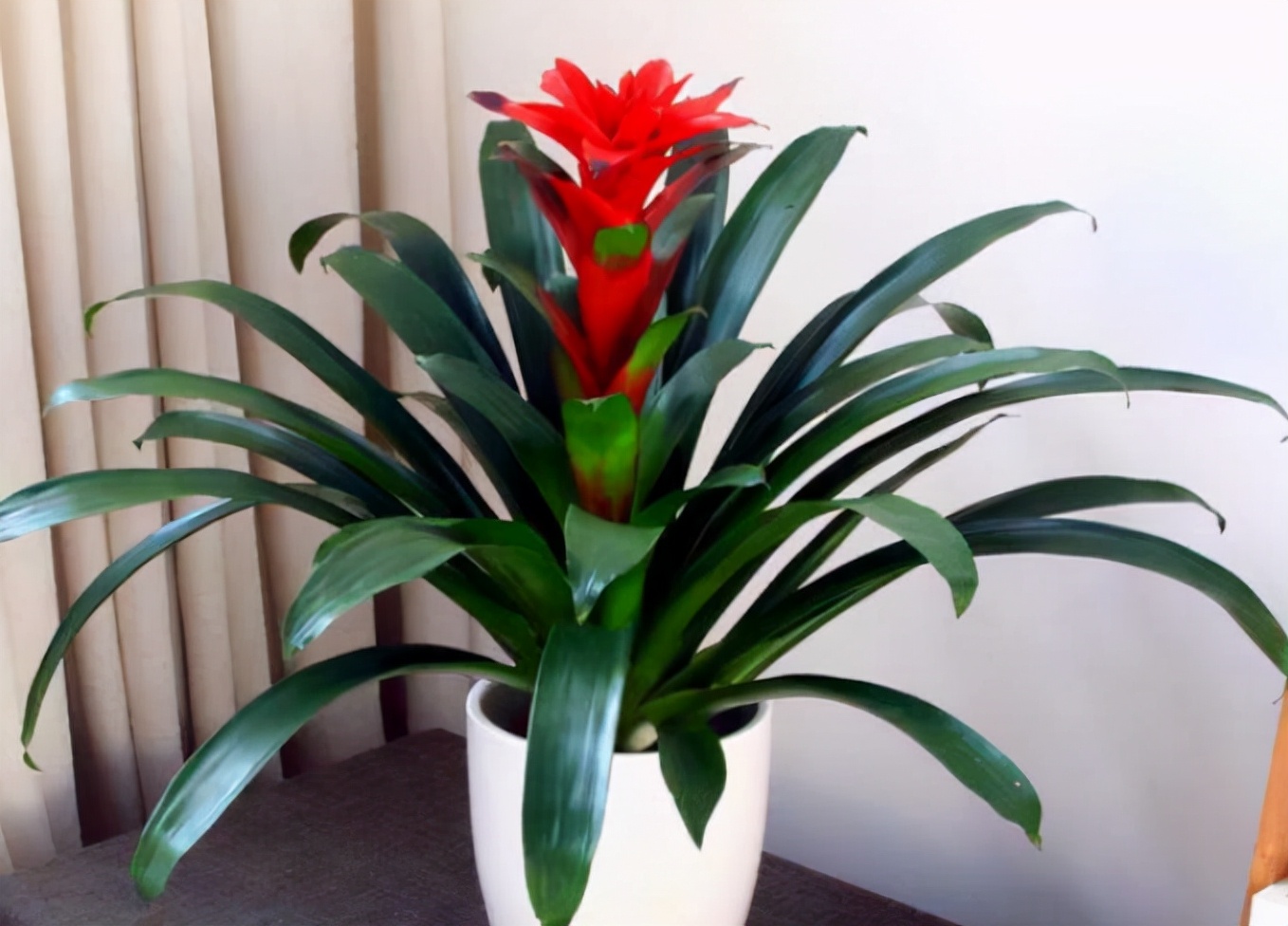 6 cây cảnh điềm lành, ưa bóng râm, trồng ngay 1 cây để có đón năm mới may mắn, phát tài phát lộc - Ảnh 10.