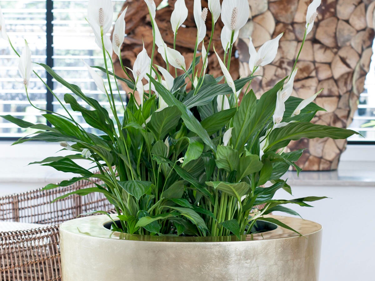 6 cây cảnh điềm lành, ưa bóng râm, trồng ngay 1 cây để có đón năm mới may mắn, phát tài phát lộc - Ảnh 5.