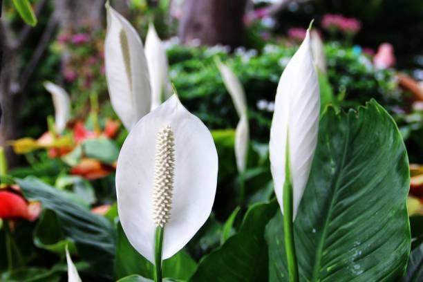 6 cây cảnh điềm lành, ưa bóng râm, trồng ngay 1 cây để có đón năm mới may mắn, phát tài phát lộc - Ảnh 4.