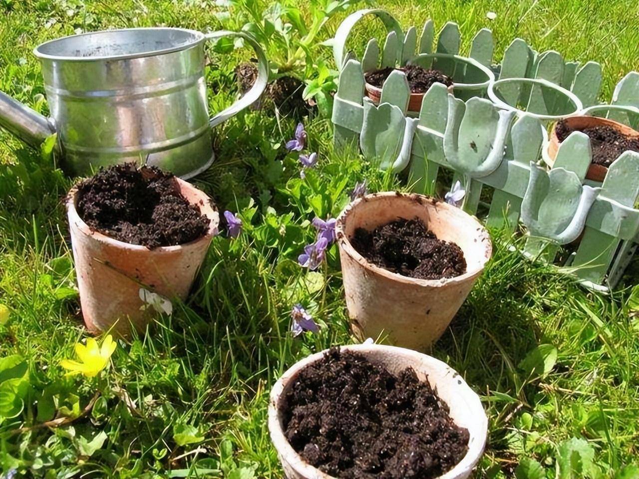 "Đổi nhà" cho cây cảnh đừng làm 5 điều này nếu bạn không muốn vứt rác - Ảnh 3.