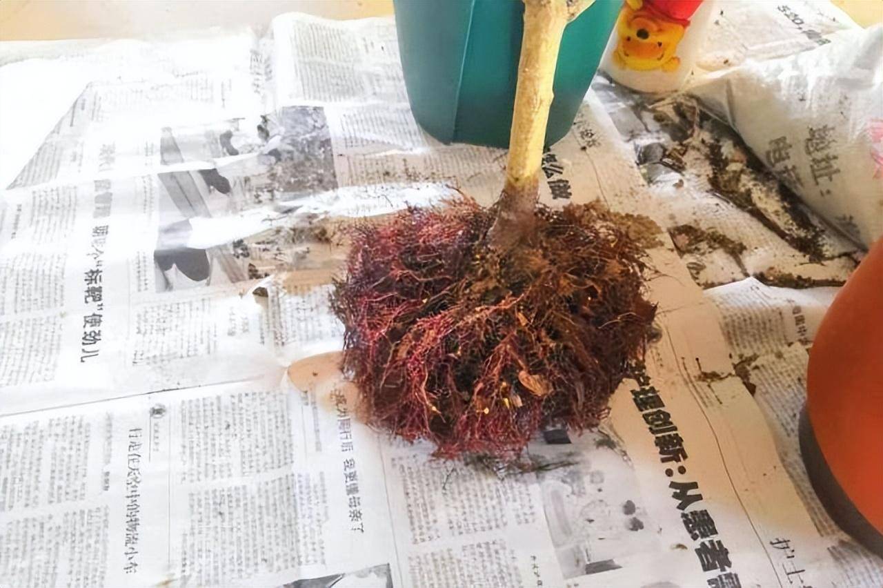 "Đổi nhà" cho cây cảnh đừng làm 5 điều này nếu bạn không muốn vứt rác - Ảnh 5.