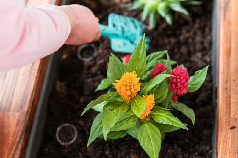 "Đổi nhà" cho cây cảnh đừng làm 5 điều này nếu bạn không muốn vứt rác - Ảnh 7.