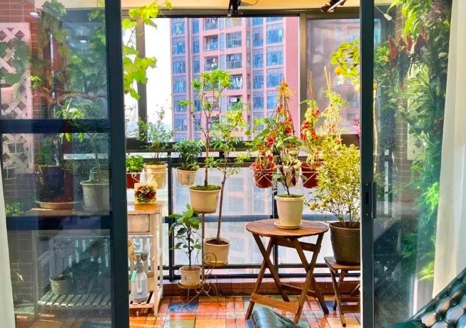 Ghen tị với ban công ngập cây cảnh, hoa trái 4 mùa của cặp vợ chồng 9X - Ảnh 1. Ghen tị với ban công ngập cây cảnh, hoa trái 4 mùa của cặp vợ chồng 9X - Ảnh 1.