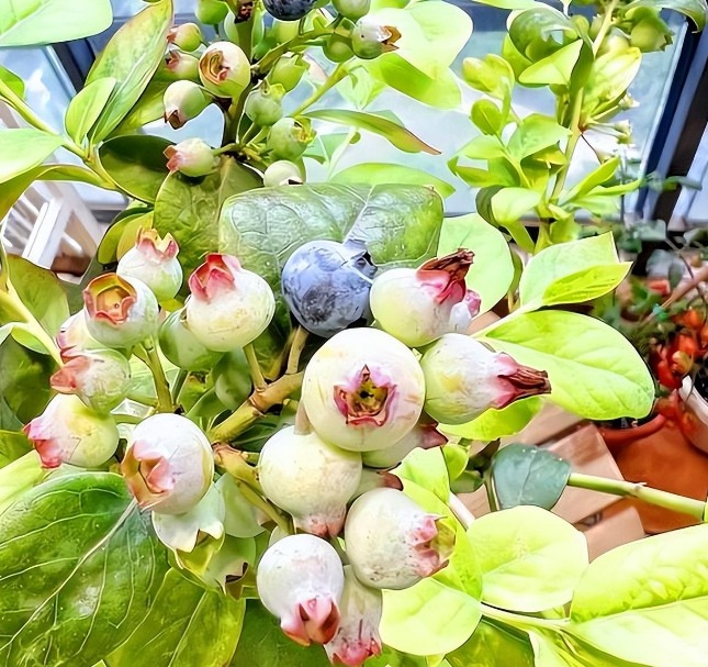Ghen tị với ban công ngập cây cảnh, hoa trái 4 mùa của cặp vợ chồng 9X - Ảnh 9. Ghen tị với ban công ngập cây cảnh, hoa trái 4 mùa của cặp vợ chồng 9X - Ảnh 9.