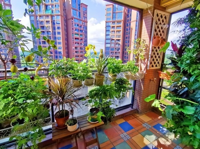 Ghen tị với ban công ngập cây cảnh, hoa trái 4 mùa của cặp vợ chồng 9X - Ảnh 13. Ghen tị với ban công ngập cây cảnh, hoa trái 4 mùa của cặp vợ chồng 9X - Ảnh 13.