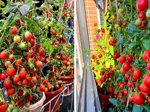 Ghen tị với ban công ngập cây cảnh, hoa trái 4 mùa của cặp vợ chồng 9X - Ảnh 8. Ghen tị với ban công ngập cây cảnh, hoa trái 4 mùa của cặp vợ chồng 9X - Ảnh 8.