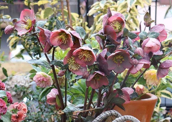 5 cây cảnh tên gọi mộc mạc, đẹp lạ thường nhiều người chưa biết - Ảnh 7.