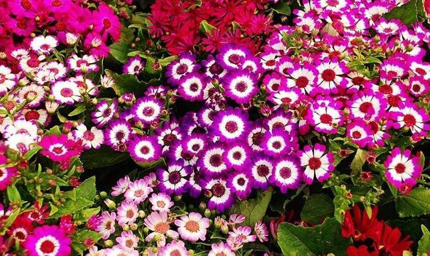 5 cây cảnh tên gọi mộc mạc, đẹp lạ thường nhiều người chưa biết - Ảnh 4.