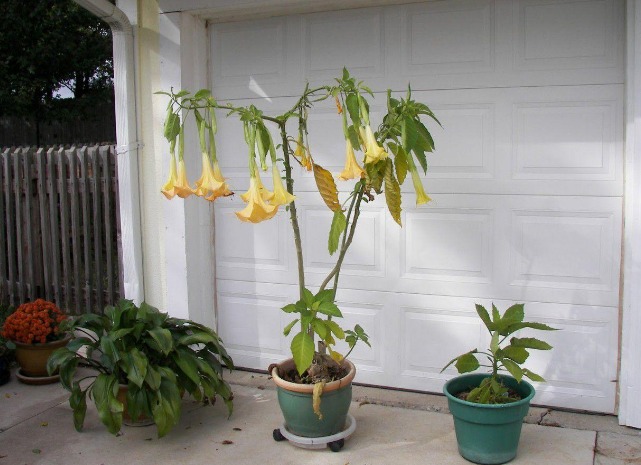 5 cây cảnh cực đẹp, được ưa chuộng nhưng đại độc, cẩn thận khi cắt tỉa kẻo mang họa - Ảnh 5.