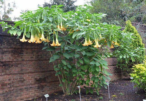 5 cây cảnh cực đẹp, được ưa chuộng nhưng đại độc, cẩn thận khi cắt tỉa kẻo mang họa - Ảnh 4.