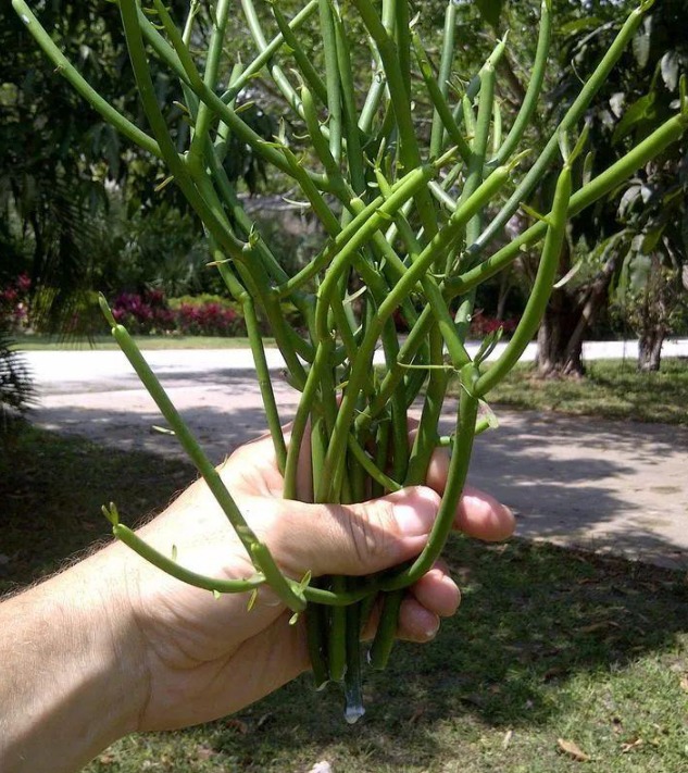 5 cây cảnh cực đẹp, được ưa chuộng nhưng đại độc, cẩn thận khi cắt tỉa kẻo mang họa - Ảnh 2.