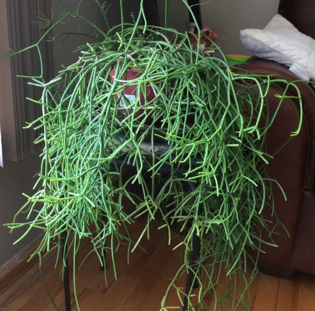 5 cây cảnh cực đẹp, được ưa chuộng nhưng đại độc, cẩn thận khi cắt tỉa kẻo mang họa - Ảnh 3.