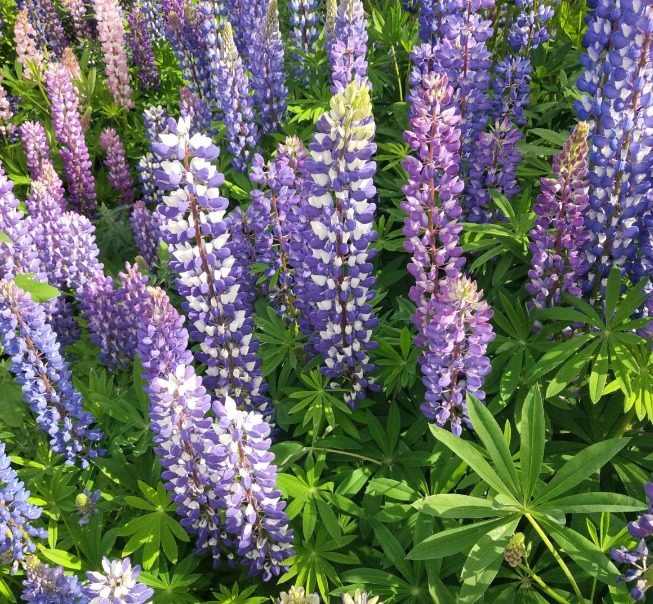 5 cây cảnh cực đẹp, được ưa chuộng nhưng đại độc, cẩn thận khi cắt tỉa kẻo mang họa - Ảnh 6.