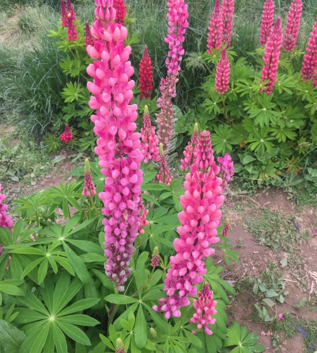 5 cây cảnh cực đẹp, được ưa chuộng nhưng đại độc, cẩn thận khi cắt tỉa kẻo mang họa - Ảnh 7.