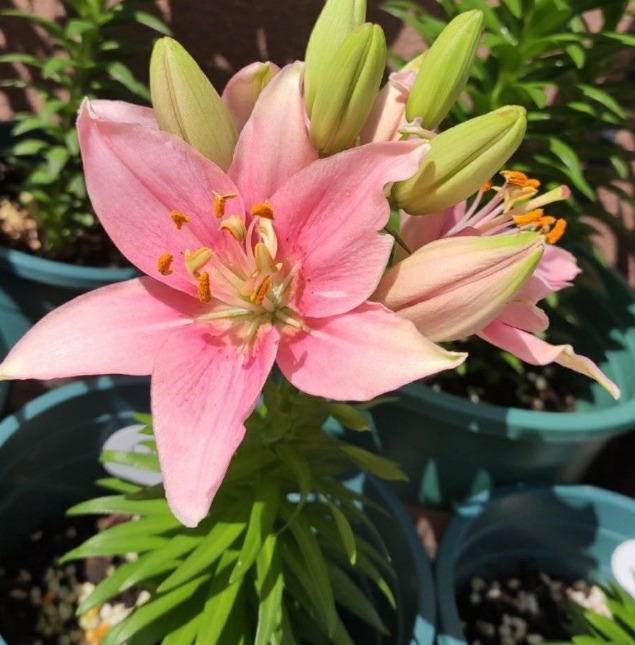 5 cây cảnh cực đẹp, được ưa chuộng nhưng đại độc, cẩn thận khi cắt tỉa kẻo mang họa - Ảnh 9.