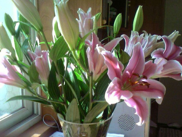 5 cây cảnh cực đẹp, được ưa chuộng nhưng đại độc, cẩn thận khi cắt tỉa kẻo mang họa - Ảnh 8.