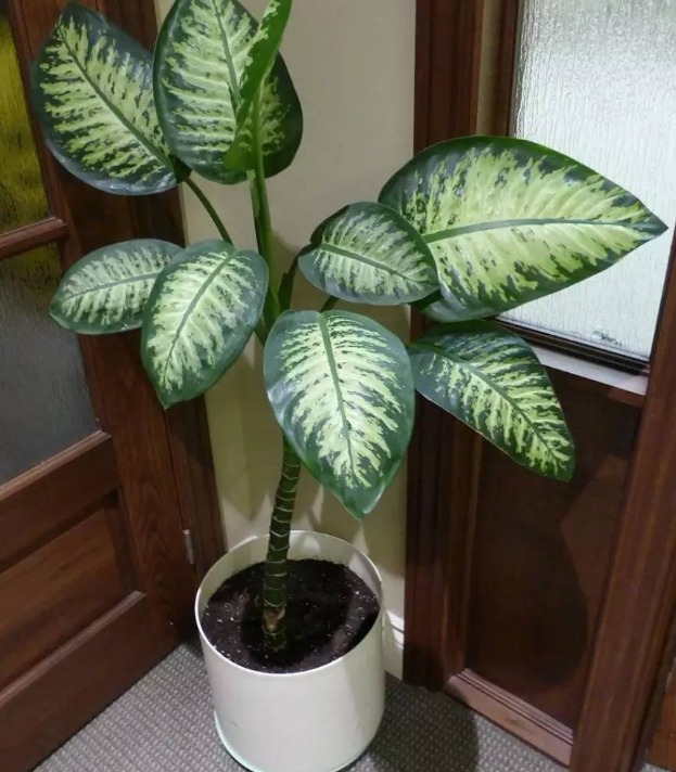 5 cây cảnh cực đẹp, được ưa chuộng nhưng đại độc, cẩn thận khi cắt tỉa kẻo mang họa - Ảnh 10.