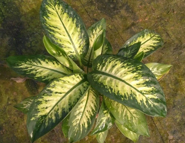 5 cây cảnh cực đẹp, được ưa chuộng nhưng đại độc, cẩn thận khi cắt tỉa kẻo mang họa - Ảnh 11.