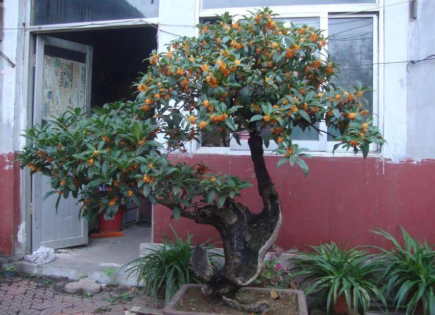 Muốn cây cảnh đặc biệt này kéo dài mùa hoa thơm ngát, khi chăm sóc nhớ 3 điều này - Ảnh 9. Muốn cây cảnh đặc biệt này kéo dài mùa hoa thơm ngát, khi chăm sóc nhớ 3 điều này - Ảnh 9.
