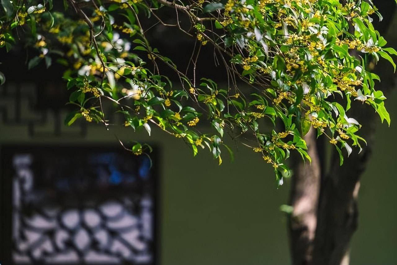 Muốn cây cảnh đặc biệt này kéo dài mùa hoa thơm ngát, khi chăm sóc nhớ 3 điều này - Ảnh 6. Muốn cây cảnh đặc biệt này kéo dài mùa hoa thơm ngát, khi chăm sóc nhớ 3 điều này - Ảnh 6.