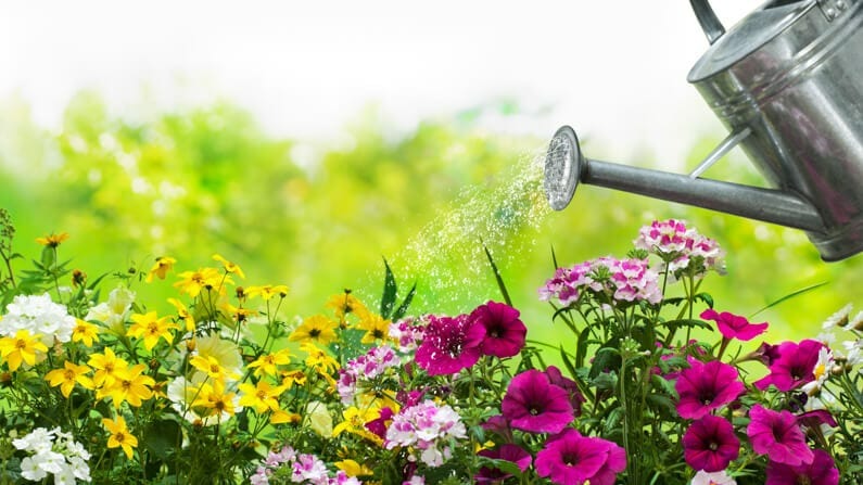 Muốn diệt sâu, khử mùi khi trồng cây cảnh chỉ cần cho 1 dúm bột trắng tìm thấy trong bếp này - Ảnh 4.