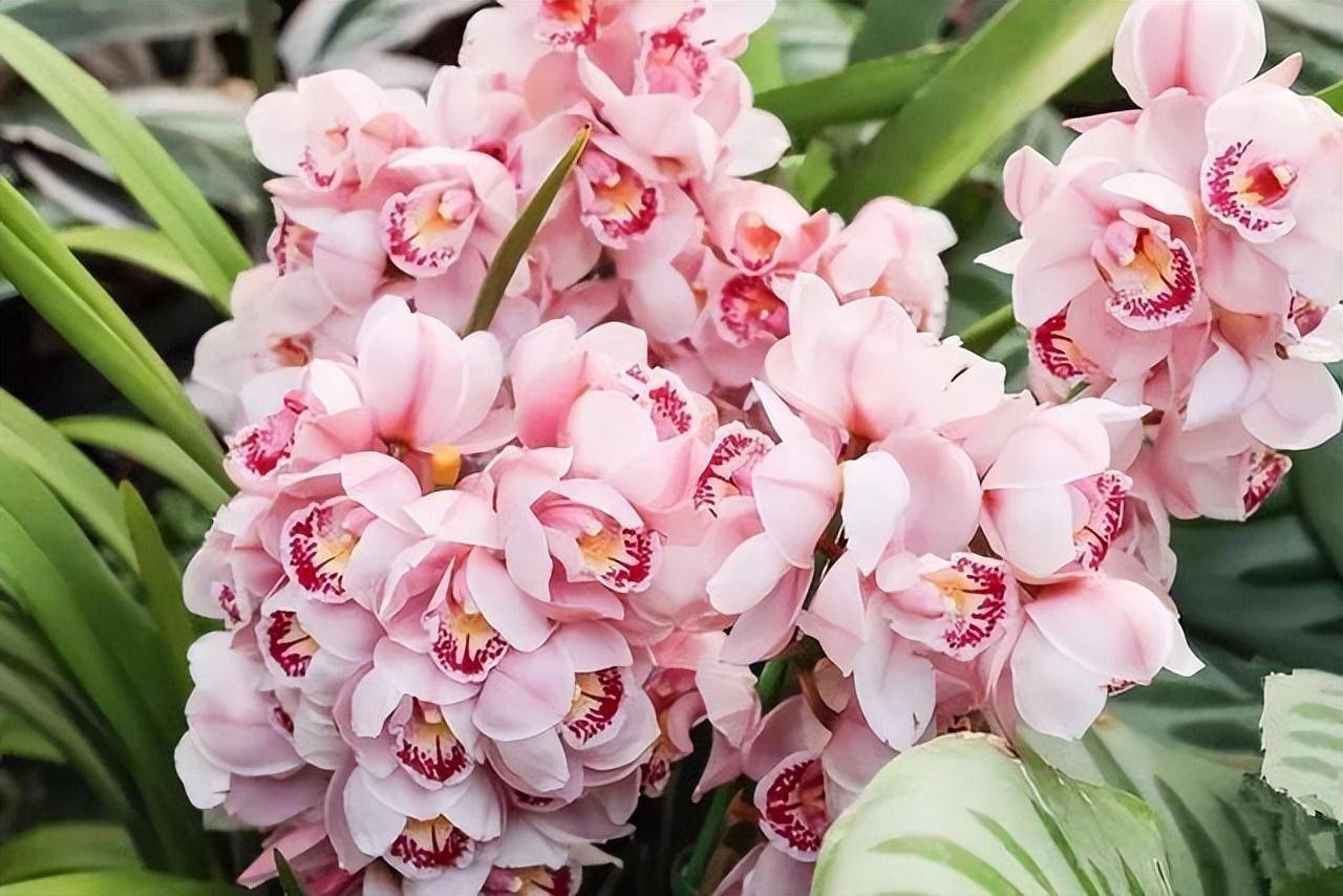 6 cây cảnh càng trồng sớm càng nhiều lộc, hoa nở trĩu cành, đón năm mới tài lộc rực rỡ - Ảnh 12.