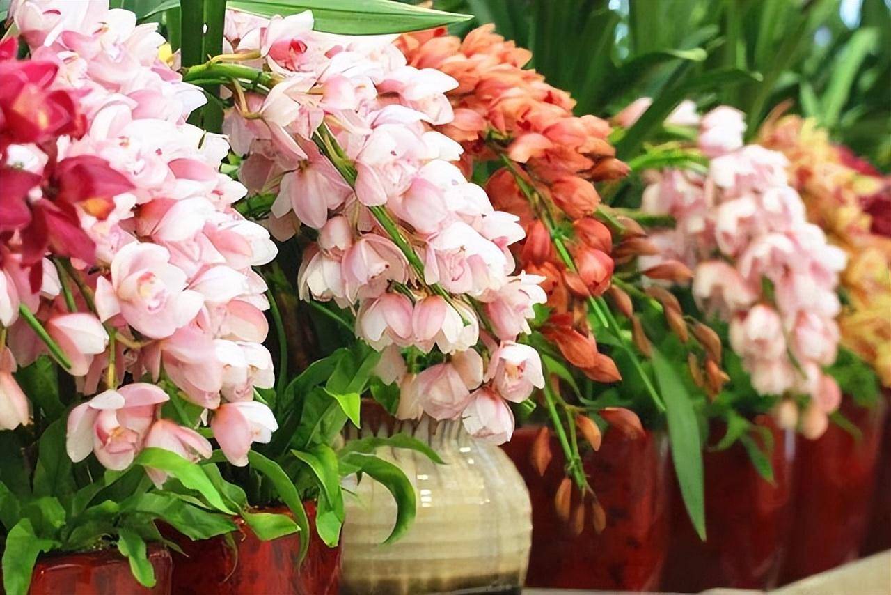 6 cây cảnh càng trồng sớm càng nhiều lộc, hoa nở trĩu cành, đón năm mới tài lộc rực rỡ - Ảnh 13.