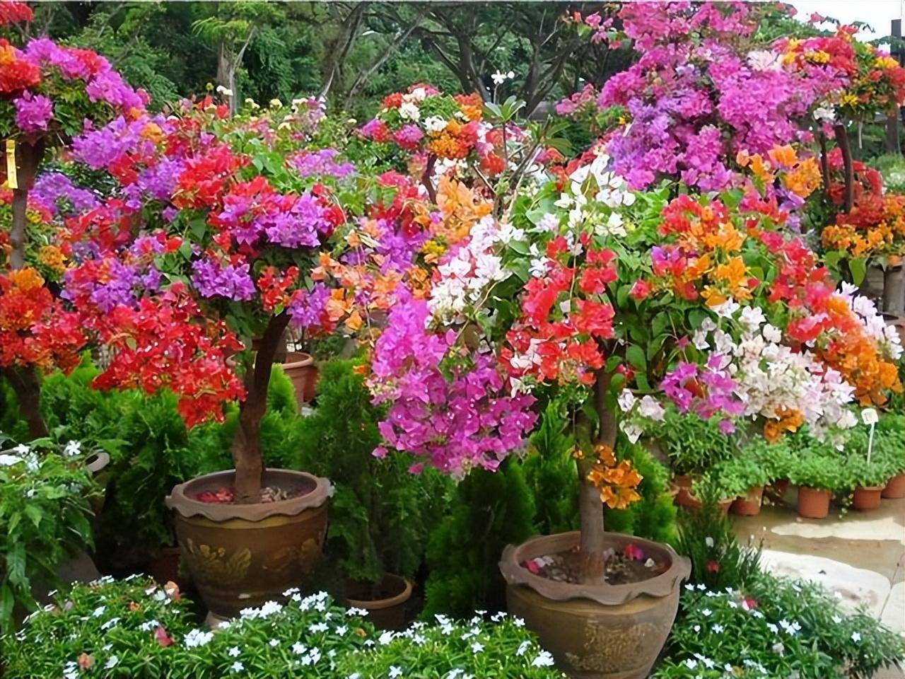 6 cây cảnh càng trồng sớm càng nhiều lộc, hoa nở trĩu cành, đón năm mới tài lộc rực rỡ - Ảnh 8.