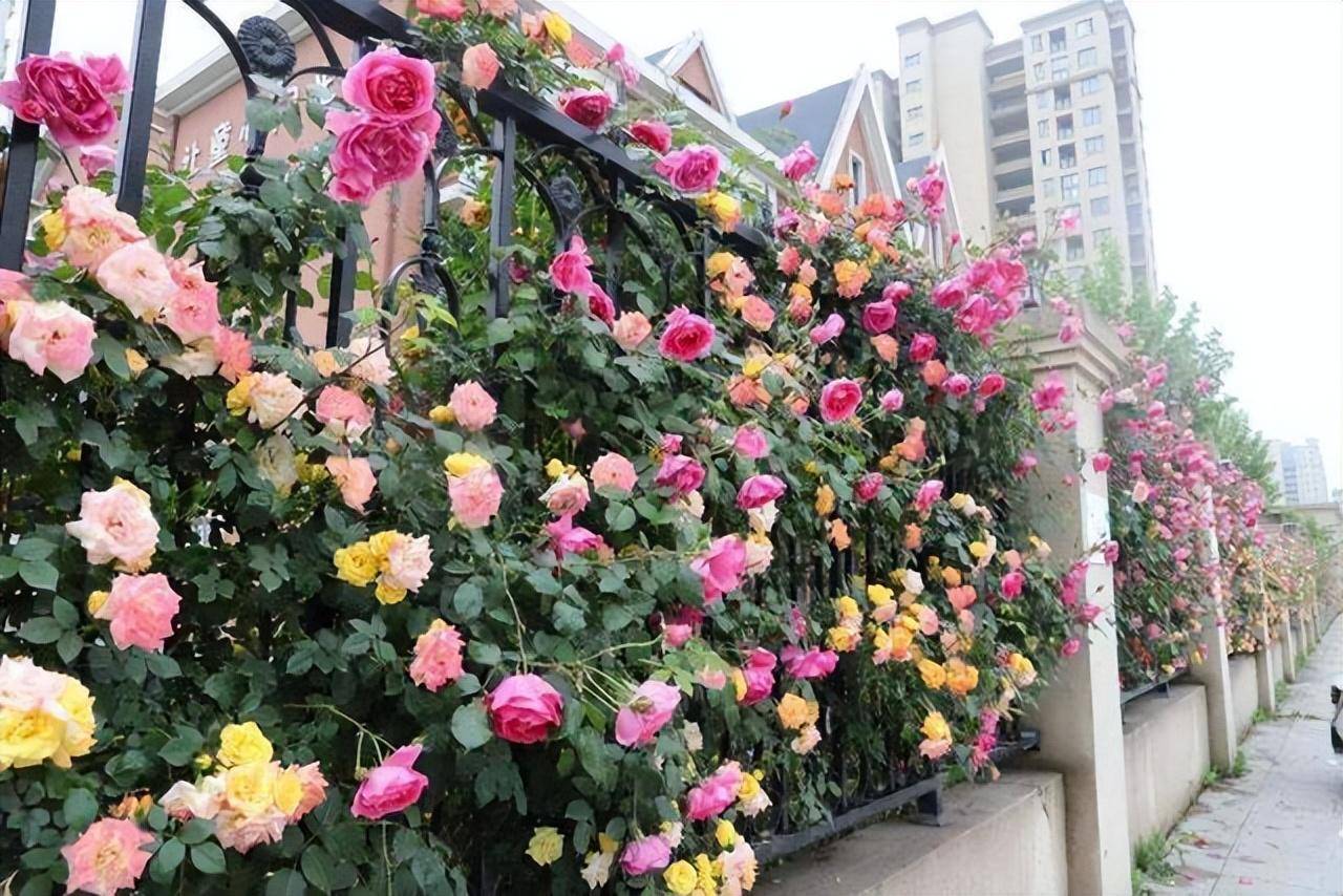 6 cây cảnh càng trồng sớm càng nhiều lộc, hoa nở trĩu cành, đón năm mới tài lộc rực rỡ - Ảnh 3.