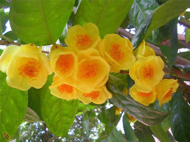 Đừng bỏ qua cây cảnh quý hiếm, đẹp rực rỡ này, có thể dùng làm thuốc, mang pha trà cũng rất thơm - Ảnh 2.