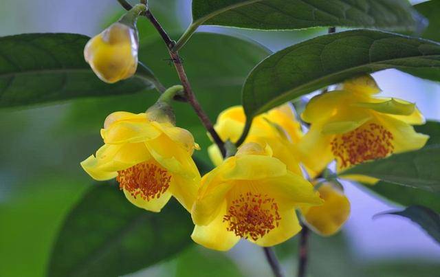 Đừng bỏ qua cây cảnh quý hiếm, đẹp rực rỡ này, có thể dùng làm thuốc, mang pha trà cũng rất thơm - Ảnh 3.