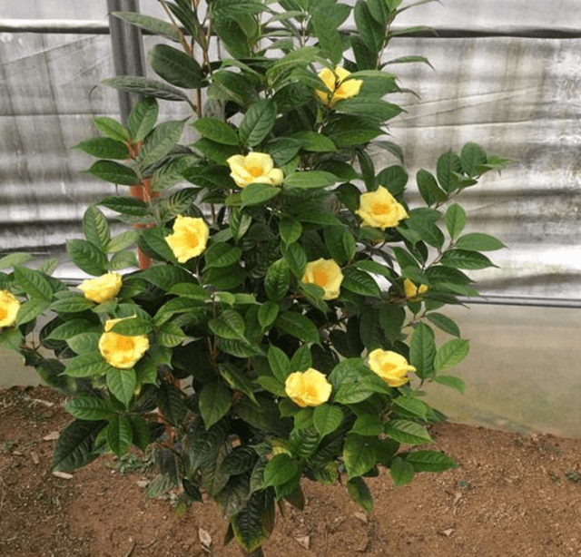 Đừng bỏ qua cây cảnh quý hiếm, đẹp rực rỡ này, có thể dùng làm thuốc, mang pha trà cũng rất thơm - Ảnh 7.