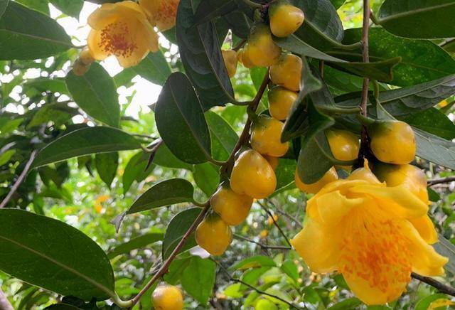 Đừng bỏ qua cây cảnh quý hiếm, đẹp rực rỡ này, có thể dùng làm thuốc, mang pha trà cũng rất thơm - Ảnh 1.